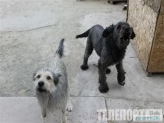 Безконтрольные собаки угрожают безопасности жителей Камышина