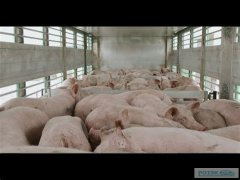 Правила перевозки свиней в легковом автомобиле