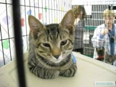 В Беларуси пройдет встреча для желающих взять кота из приюта